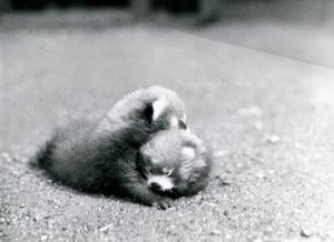 Een paar babyrode panda